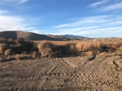Quarter Horse View