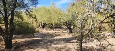 Gold Butte Road 