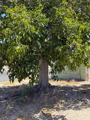 2958 Ferndale Street, Las Vegas, NV 89121 Yard