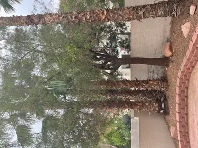 321 Waterton Lakes Avenue, Las Vegas, NV 89148 Yard