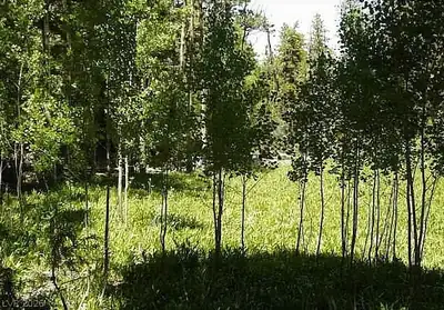 0 Deer Creek, Mount Charleston, NV 89124 