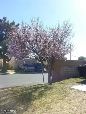 2301 Shady Hill Avenue, Las Vegas, NV 89106 Yard