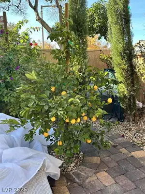 9329 Eagle Ridge Drive Yard